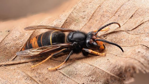 Manche : la commune qui a le plus de nids de frelons asiatiques au km2 prend la lutte contre ce fléau au sérieux