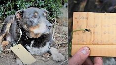 Ce chien âgé s’éloigne de chez lui et revient à la maison, épuisé. Un coup d’oeil à la note pendue à son collier – c’est un héros