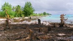 Essais nucléaires en Polynésie : l’archipel porte plainte contre la France pour crimes contre l’humanité