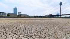 Allemagne: faute de pluie, le Rhin à son plus bas historique