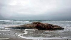 Une baleine de 18 mètres s’échoue sur la côte belge