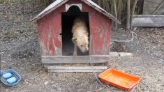 Un chien négligé enchaîné à sa niche depuis plus de 5 ans trouve enfin une nouvelle famille aimante