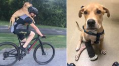 Un chiot errant blessé trouve un nouveau foyer après une promenade réconfortante sur le dos d’un cycliste