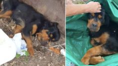 Une chienne laissée pour morte fait pleurer ses sauveteurs dès ses premiers pas, elle est « si heureuse » !