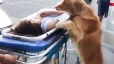 Un fidèle golden retriever insiste pour accompagner sa propriétaire emmenée par les ambulanciers