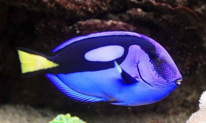 Paracanthurus hepatus dans «Sea world» l'aquarium de Prague, République tchèque, le 29 juillet 2011. (Karelj / CC BY-SA 3.0)