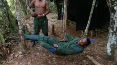 Bientôt d’anciens guérilleros communistes des Farc dans la forêt des Landes ?