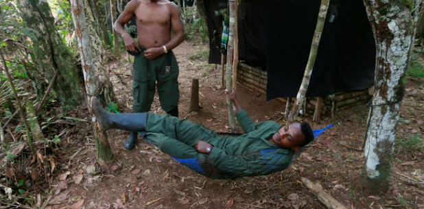 Bientôt d’anciens guérilleros communistes des Farc dans la forêt des Landes ?