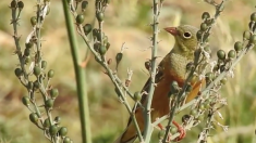 La Cour de cassation donne tort aux chasseurs d’ortolans, ce petit oiseau ne pourra plus être tué au nom de la « tradition »