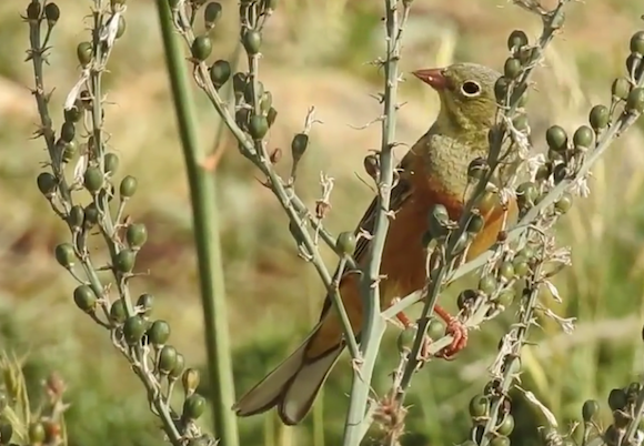 L'ortolant "Emberiza hortulana" est une espèce protégée. (Capture d’écran Capture d’écran mourad hareallah YouTube))