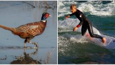 Bretagne : deux surfeurs se font tirer dessus par des chasseurs qui les prenaient pour des faisans !