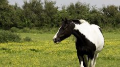 Son poney est abattu dans son champ, la propriétaire porte plainte