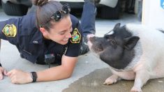 Un cochon perdu se lie d’amitié avec une policière qui répond à l’appel « un animal en liberté »