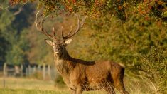 Un cerf majestueux abattu dans le jardin d’un particulier