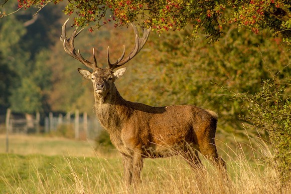 Un cerf poursuivi par une battue. (Photo Pixabay)