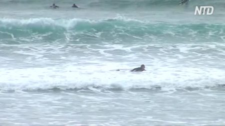 Sur une plage en Australie, un homme a survécu à l’attaque d’un requin en le frappant