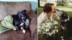 Un pit-bull en phase terminale survit pour assister au mariage de sa maîtresse, elle-même atteinte de la même maladie