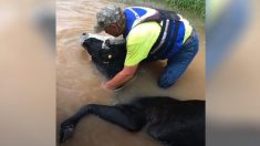 Durant une heure, des hommes utilisent toutes leurs forces pour maintenir une vache à la surface d’une eau de crue tumultueuse