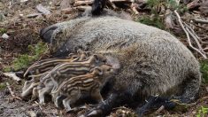 Aveyron : les sangliers pullulent, leurs dégâts coûtent cher – l’État, les agriculteurs et les chasseurs se mobilisent