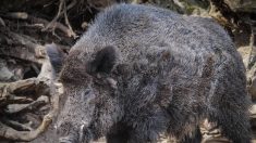 Chargé par un sanglier, un chasseur se blesse grièvement avec son couteau