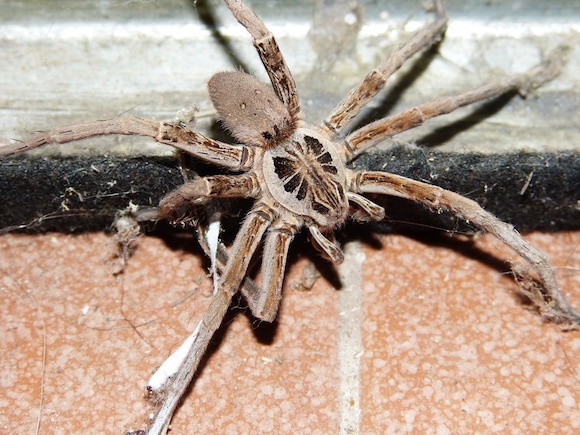 Invasion d’araignées loup dans une école à Montpellier (Hérault). (Photo Pixabay)