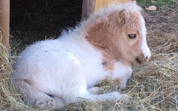 Un bébé shetland de 2 mois a été volé dans le Val-d'Oise. (Capture d'écran Twitter @LFPCheval)