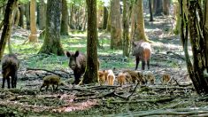 Loiret – des sangliers hors de contrôle, le département appelle les chasseurs