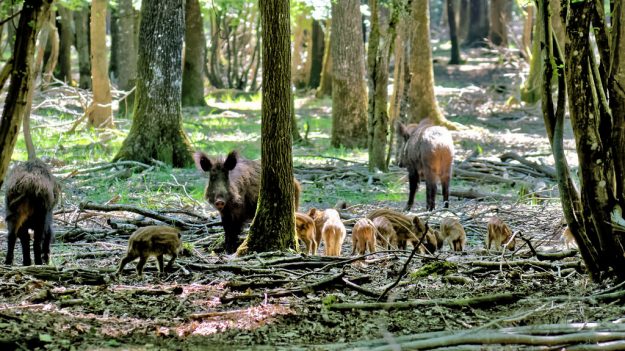 Loiret – des sangliers hors de contrôle, le département appelle les chasseurs