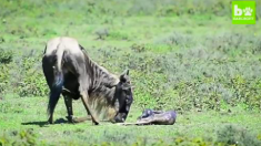 Une femelle gnou met bas à un petit, la photographe enregistre ce qui se passe ensuite