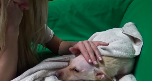 Ce pauvre chien vagabond était réticent aux contacts avec les humains, mais c’est incroyable jusqu’à quel point la gentillesse peut gagner la confiance des animaux les plus traumatisés