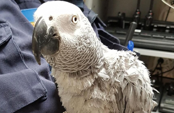 Iago, le perroquet sauvé par la police. (Capture d’écran twitter@Lily_Sparck)