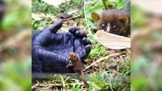 Un gorille se lie d’amitié avec un très petit galago