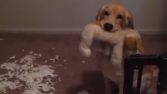 Une jeune golden retriever joue l’innocente à côté du papier toilette qu’elle vient de déchiqueter