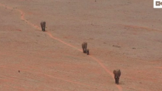 Des éléphants réussissent à boire de l’eau grâce à une fuite d’eau d’un grand tuyau