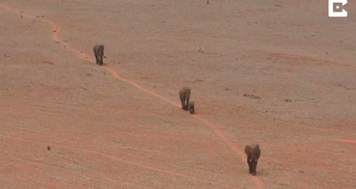 Des éléphants réussissent à boire de l’eau grâce à une fuite d’eau d’un grand tuyau