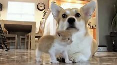 Cette corgi déprimée trouve une raison de « sourire » à nouveau en rencontrant un chaton orphelin