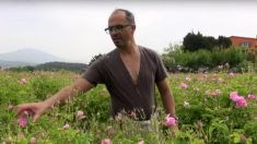 Grasse : la Ville libère des surfaces constructibles pour en faire des champs de plantes à parfum