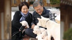 Des chiens, reçus comme « cadeau de la paix » de la Corée du Nord au Sud, sont en vedette sur le tweet de Moon Jae-in