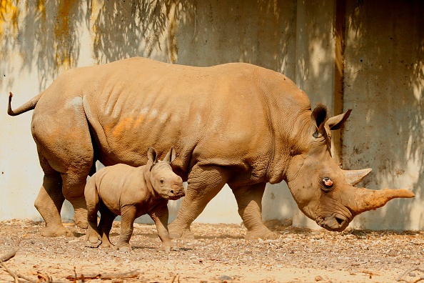 -Un rhinocéros blanc âgé de trois semaines se tient aux côtés de sa mère, Tanda, 25 ans, au Ramat Gan Safari, un zoo en plein air situé près de la ville côtière israélienne de Tel Aviv, le 17 septembre 2018. Photo JACK GUEZ / AFP / Getty Images.