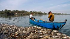 En Irak, un mystérieux mal décime les carpes de l’Euphrate