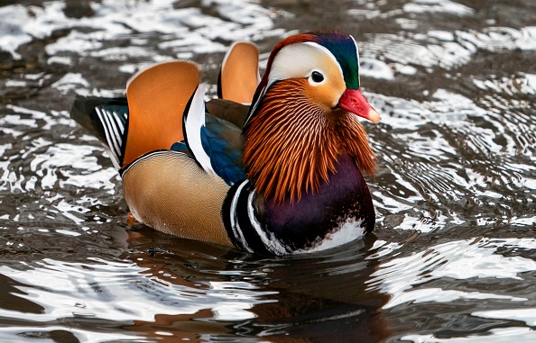 Le désormais célèbre canard andarin, surnommé Mandarin Patinkin, a fait une apparition le 27 novembre 2018 dans un étang de Central Park à New York. - Le canard coloré, originaire de Chine et du Japon, a été surnommé Mandarin Patinkin par les médias locaux, du nom de l'acteur etchanteur Mandy Patinkin. (DON EMMERT / AFP / Getty Images)