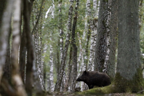 Image d'illustration (KENZO TRIBOUILLARD/AFP/GettyImages)