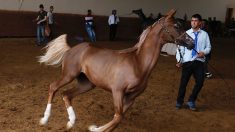 L’inexorable déclin du Haras national algérien