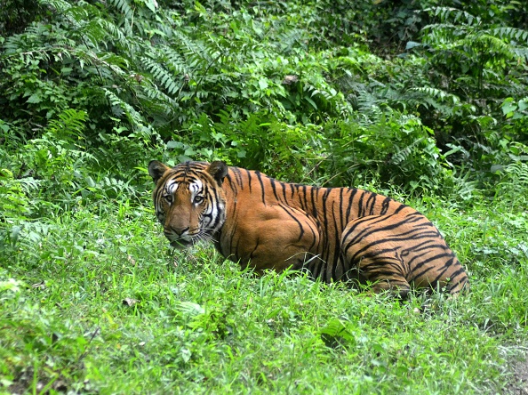 -L'animal est tenu pour responsable de la mort de treize personnes depuis juin 2016. Photo should read STRDEL/AFP/Getty Images.