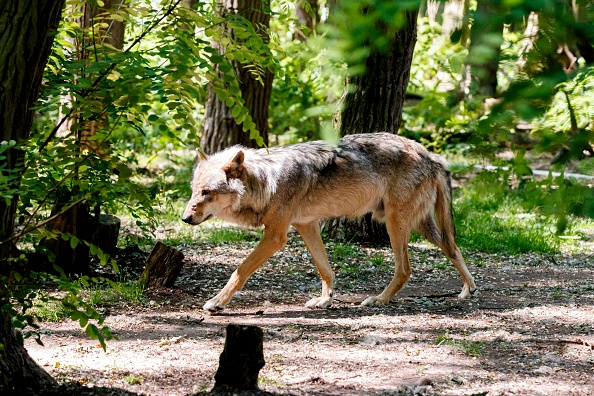 -Cette affaire ravive un débat de société sensible dans le pays sur la présence du canidé à proximité des villages, l’irritation des bergers, qui disent que les loups sont une menace pour leurs moutons. Photo de Morris MacMatzen / Getty Images.