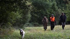 LIMOGES – Un chasseur de 88 ans a été agressé par 3 individus lors d’une battue au sanglier