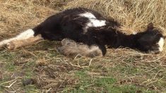 Un poulain qui ressemblait à une carcasse au bord d’une route il y a 4 ans vient de remporter un championnat national après une récupération étonnante