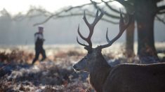 Un chasseur a constaté qu’un cerf portait une deuxième tête sur ses bois