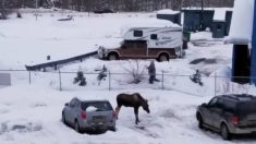 Un homme appelle un élan, et ensuite arrive quelque chose d’impressionnant