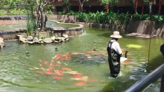 Un banc de poissons koi suit sagement le gardien à l’heure du repas